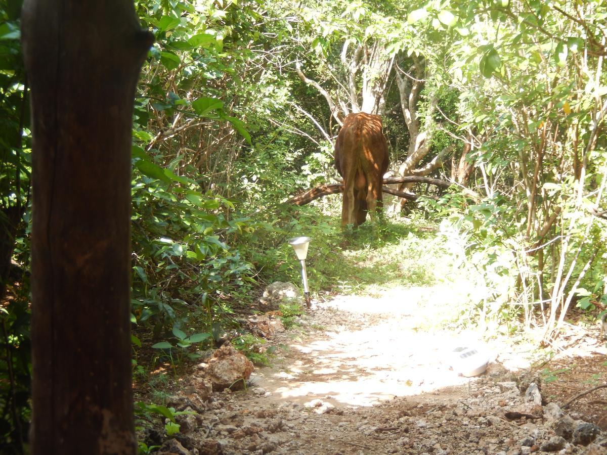 Wasini Island Bandas Εξωτερικό φωτογραφία